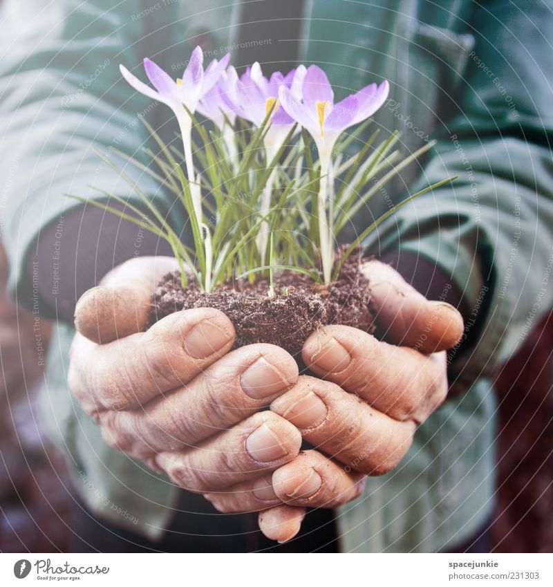Krokus maskulin Mann Erwachsene Hand 1 Mensch 60 und älter Senior Natur Frühling Pflanze Blüte Arbeit & Erwerbstätigkeit grün violett Schutz Krokusse Gärtner