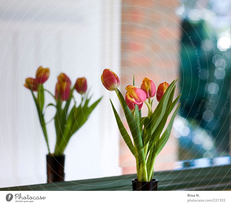 Ausblick Spiegel grün rot Blumenstrauß Tulpe Reflexion & Spiegelung Farbfoto Innenaufnahme Menschenleer Textfreiraum oben Licht Schwache Tiefenschärfe