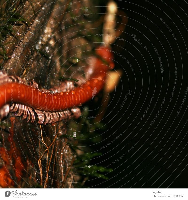 tausendsassa Tier Wildtier Tausendfüßler Insekt 1 krabbeln orange Baum Wassertropfen Farbfoto Außenaufnahme Makroaufnahme Menschenleer Textfreiraum rechts Nacht