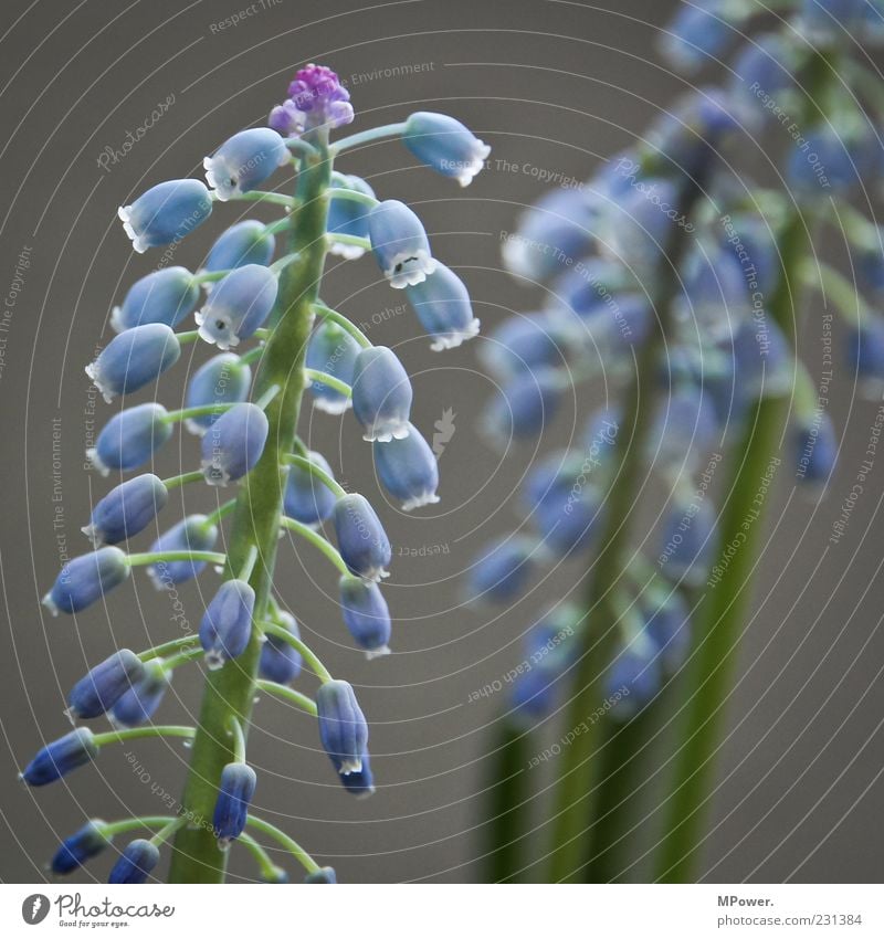 frühlingsblüher Natur Pflanze Blume Topfpflanze blau grau grün violett Blüte hängen lassen Blühend Wachstum Frühling Frühlingsgefühle Farbfoto Innenaufnahme