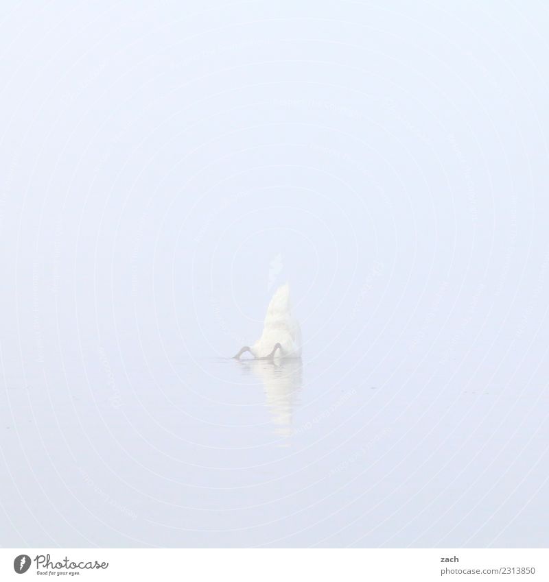 800 | abtauchen Wasser Herbst Nebel See Vogel Schwan 1 Tier Schwimmen & Baden grau Gedeckte Farben Außenaufnahme Menschenleer Textfreiraum links