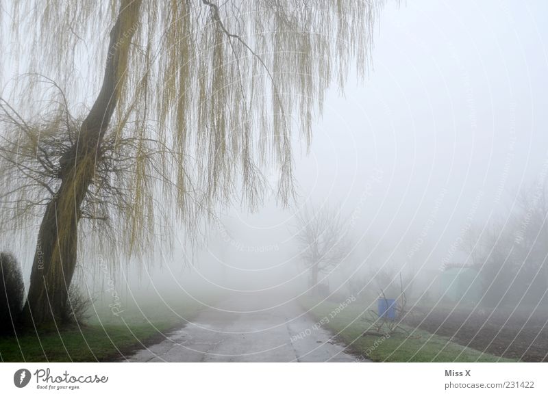 Weg ins Nichts Umwelt Natur Frühling Winter Klima Wetter schlechtes Wetter Nebel Eis Frost Baum Sträucher Menschenleer Wege & Pfade kalt spukhaft Weide