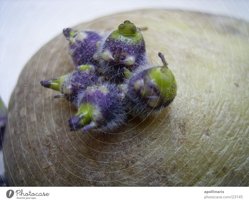 Kartoffeltrieb violett Kartoffeln Trieb Makroaufnahme