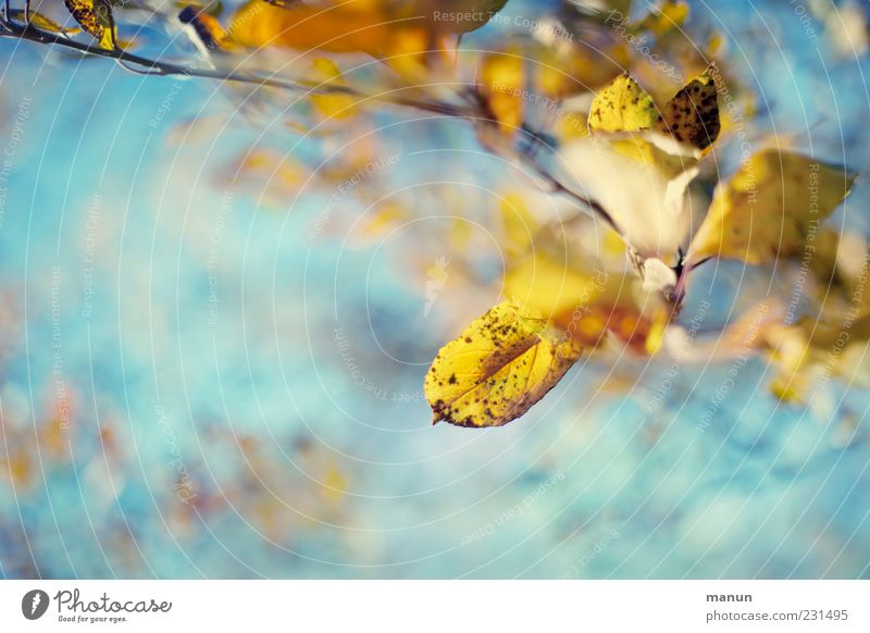 Hasel Natur Herbst Blatt herbstlich außergewöhnlich hell schön Kitsch gelb türkis Farbfoto Außenaufnahme Nahaufnahme Detailaufnahme Menschenleer Tag