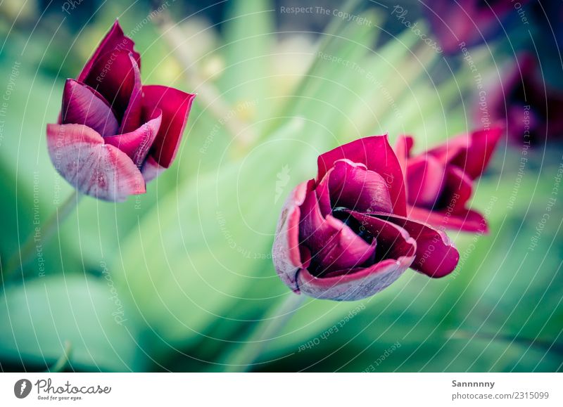 Tulip Natur Pflanze Tulpe Garten Park grün rosa Romantik ästhetisch Duft Farbe kaufen Kreativität Liebe Perspektive schenken Blumenstrauß Frühlingsgefühle