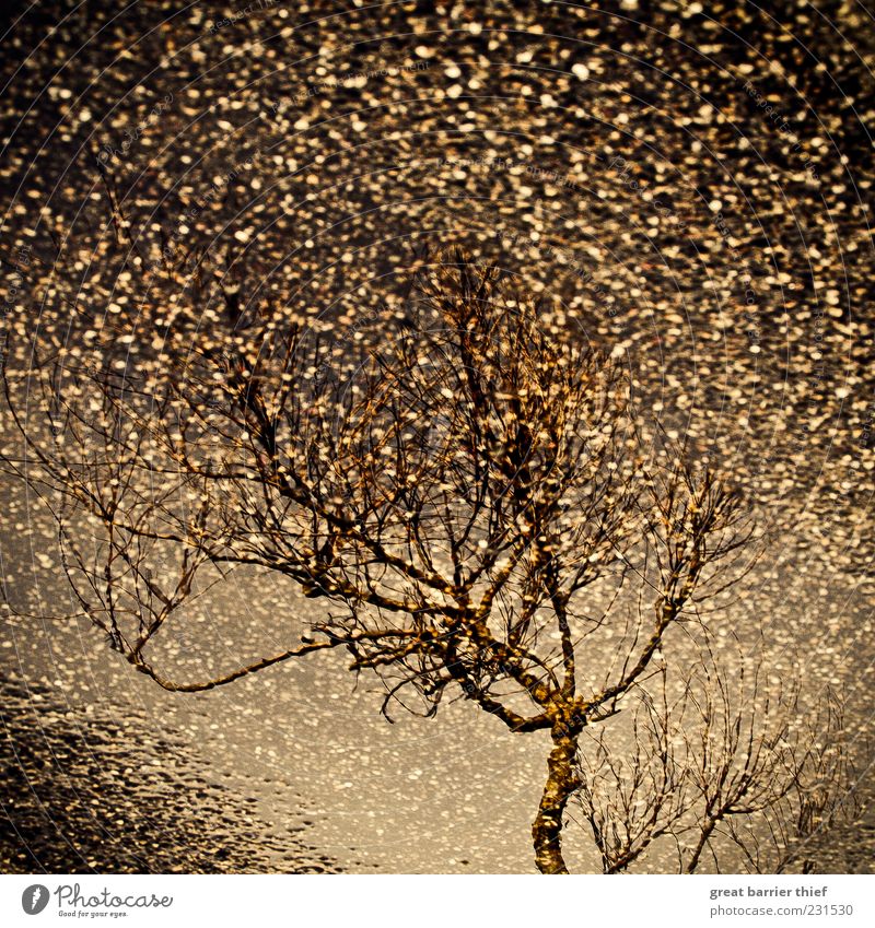 Sternenregen auf Asphalt Umwelt Baum natürlich braun Inspiration Wasser Regen Tropfen Reflexion & Spiegelung Straße Zweige u. Äste Farbfoto Außenaufnahme