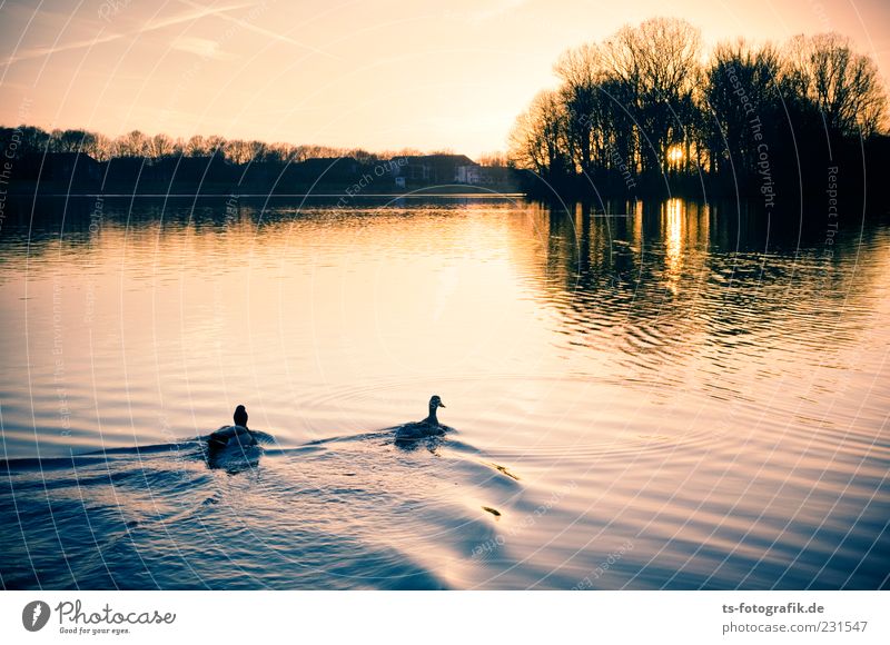 Schwimm nicht ins Licht !!!! Natur Landschaft Tier Wasser Himmel Sommer Schönes Wetter Seeufer Flussufer Teich Ente Entenvögel Stockente 2 Tierpaar schön gelb