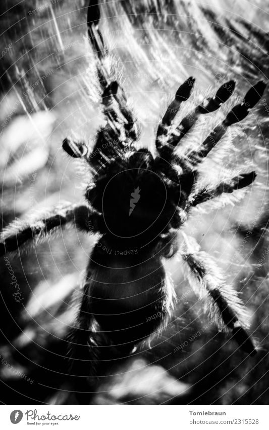Vernetzt exotisch Zoo Behaarung Spinne 1 Tier Arbeit & Erwerbstätigkeit bauen krabbeln bedrohlich elegant groß gruselig nah schwarz weiß Kraft Angst gefährlich