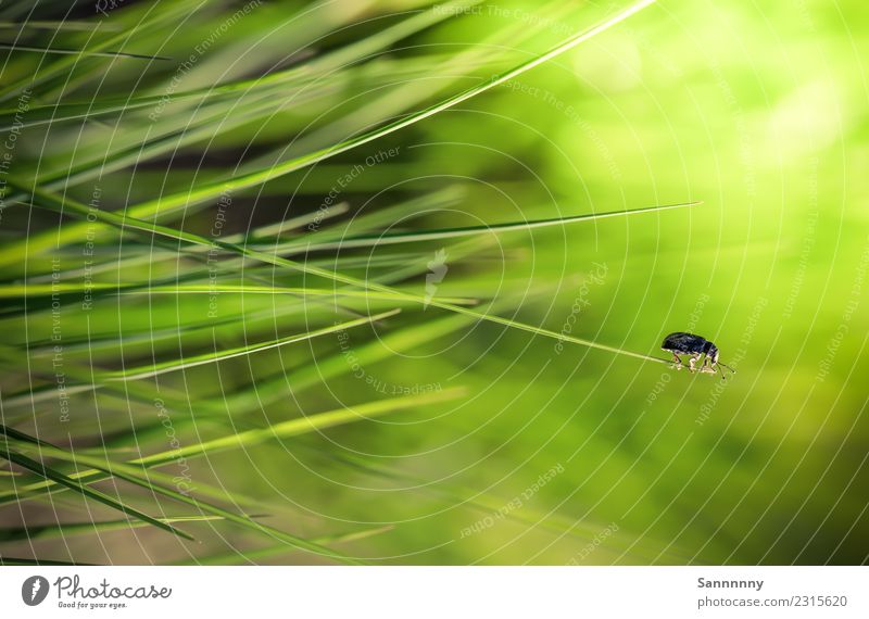 Käfer vs Grashalm Tier 1 beobachten grün Frühlingsgefühle Gelassenheit Höhenangst Abenteuer einzigartig Leichtigkeit Neugier Frühlingsfarbe mehrfarbig Halm