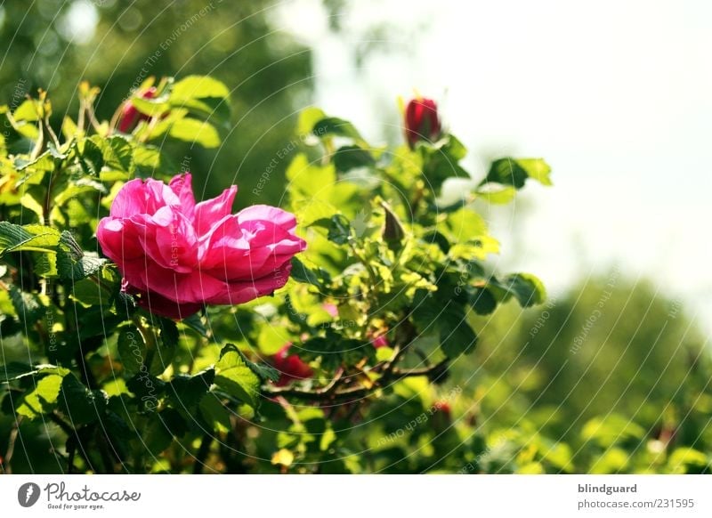 Love Conquers All Natur Pflanze Rose natürlich grün rosa mehrfarbig Sommer Farbfoto Menschenleer Schwache Tiefenschärfe Zentralperspektive Textfreiraum oben