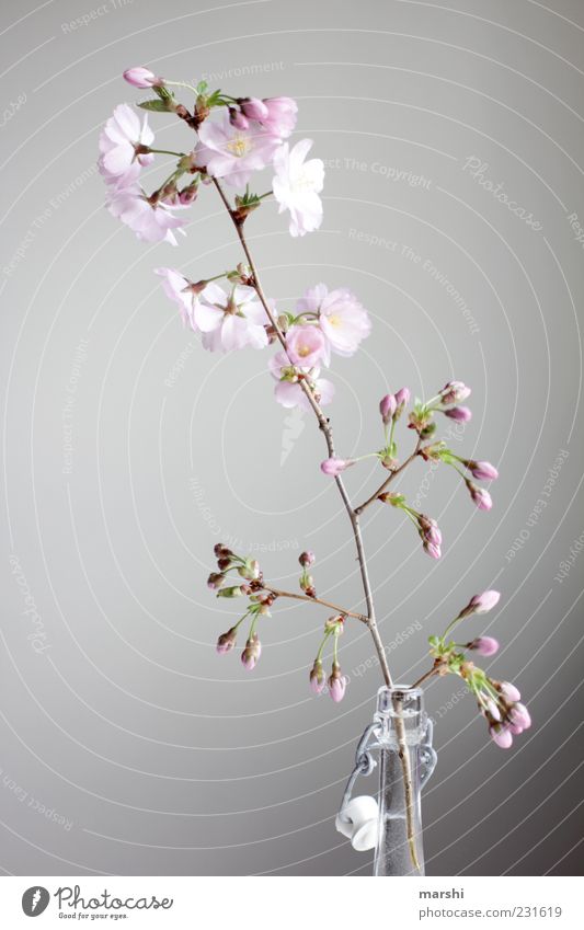 Kirschwasser Natur Pflanze Blume rosa Kirschblüten Flasche Flaschenhals Blüte Blütenknospen Blühend Dekoration & Verzierung Vase Farbfoto Innenaufnahme