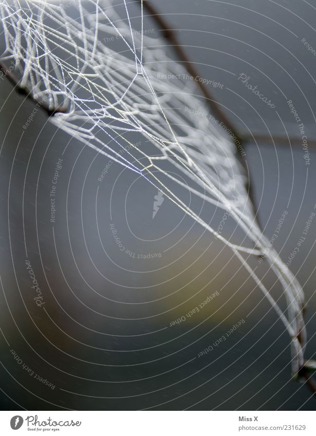 Netz Natur Spinne nass Netzwerk Spinnennetz Tau Farbfoto Gedeckte Farben Außenaufnahme Nahaufnahme Muster Menschenleer Hintergrund neutral Morgen