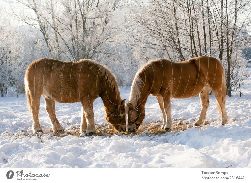 Zwei Pferde Winter Natur Tier Nutztier 2 Herde Fressen braun weiß Winterweide eis schnee zwei Außenaufnahme Farbfoto Menschenleer Tag Zentralperspektive Totale