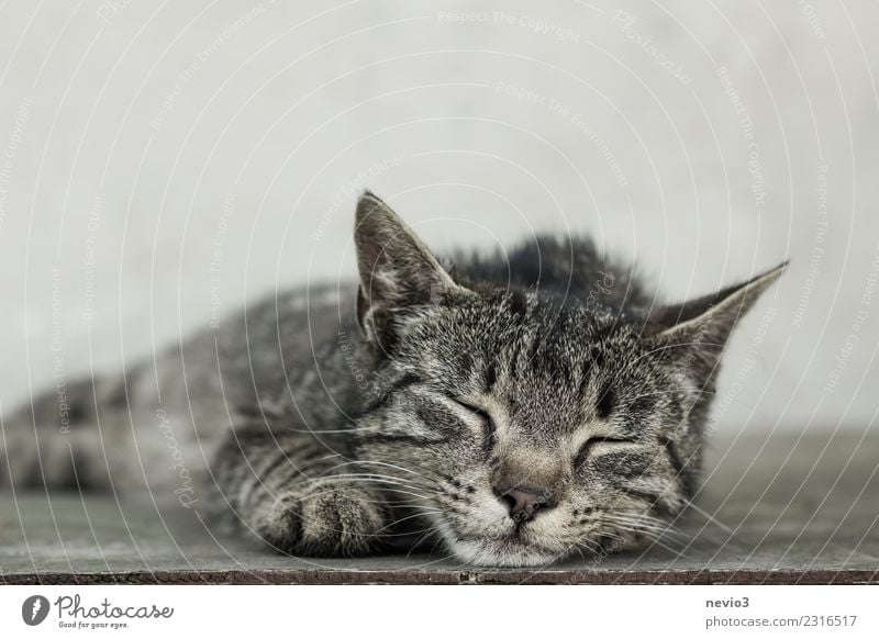 Schlafende getigerte Katze Tier Haustier Nutztier 1 Tierjunges liegen schlafen schön braun grau Coolness Tierliebe Zufriedenheit Hauskatze Katzenbaby Tigerkatze