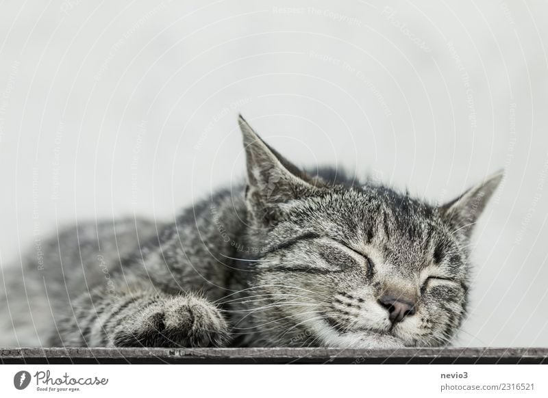 Katze liegt schlafend auf dem Boden Tier Haustier Nutztier Tiergesicht Fell Krallen Pfote 1 Tierjunges braun grau Hauskatze Tigerkatze Tigerfellmuster Erholung