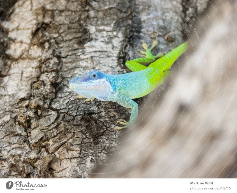 Anolis allisoni Tier Baum Kuba Wildtier Echte Eidechsen Gecko 1 blau grün Natur Neugier Cienfuegos Mittelamerika Provinz Cienfuegos leuchten exotisch giftgrün