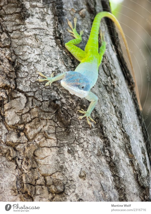 Anolis allisoni 2 Tier Baum Wildtier Echte Eidechsen Gecko Leguane 1 beobachten exotisch natürlich blau grün Natur Cienfuegos Kuba Mittelamerika
