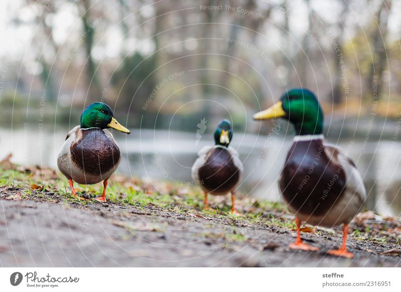 Close-up of three ducks standing against a pond. Park Seeufer Teich Tier Ente 3 Blick schnattern sprechen Farbfoto Froschperspektive Tierporträt