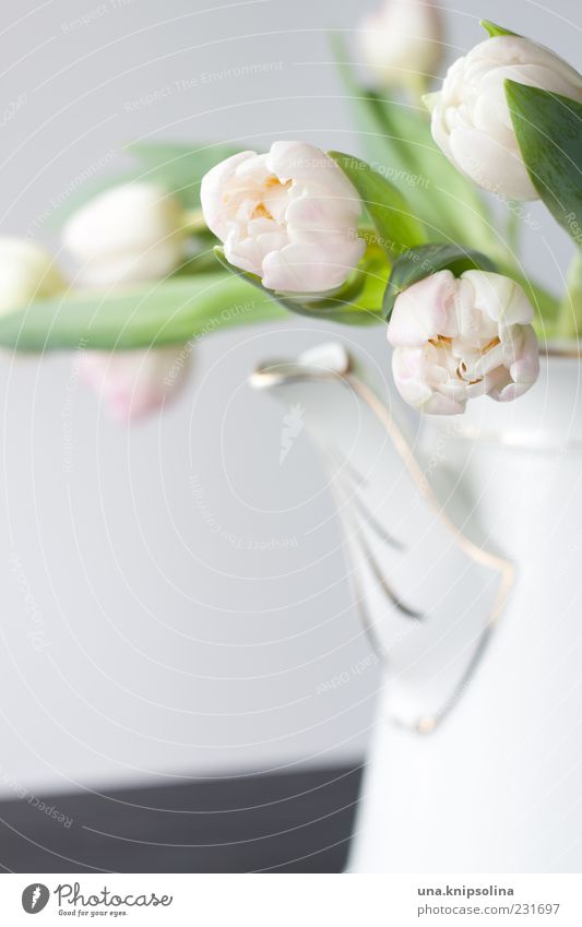 sonntag Kannen Dekoration & Verzierung Blume Tulpe Blüte Blühend rosa weiß Farbfoto Innenaufnahme Menschenleer Hintergrund neutral Schwache Tiefenschärfe