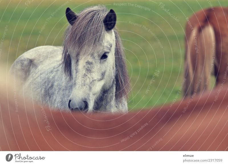 Isländer Insel Island Pferd Island Ponys Schimmel Fell Mähne Ohr hören Kommunizieren Blick sportlich elegant schön natürlich Glück Kraft Vertrauen Tierliebe