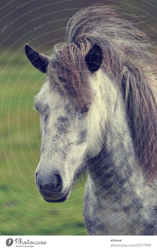 wilder Isländer Island Pferd Island Ponys Schimmel Mähne Nüstern Ohr Fell sportlich einzigartig schön Glück Tierliebe Romantik Sehnsucht eitel Abenteuer