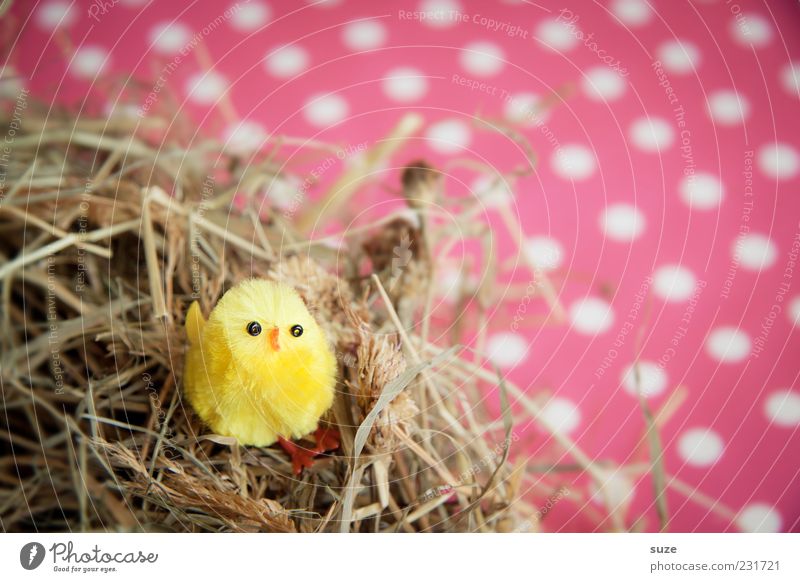 Nestlé Dekoration & Verzierung Ostern Erntedankfest Tier Vogel 1 sitzen klein lustig niedlich schön gelb rosa Küken Stroh gepunktet Kitsch Farbfoto mehrfarbig