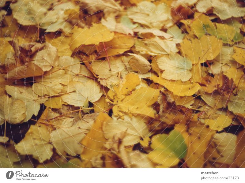 herbstteppich Blatt Teppich Herbst Färbung herbstgold