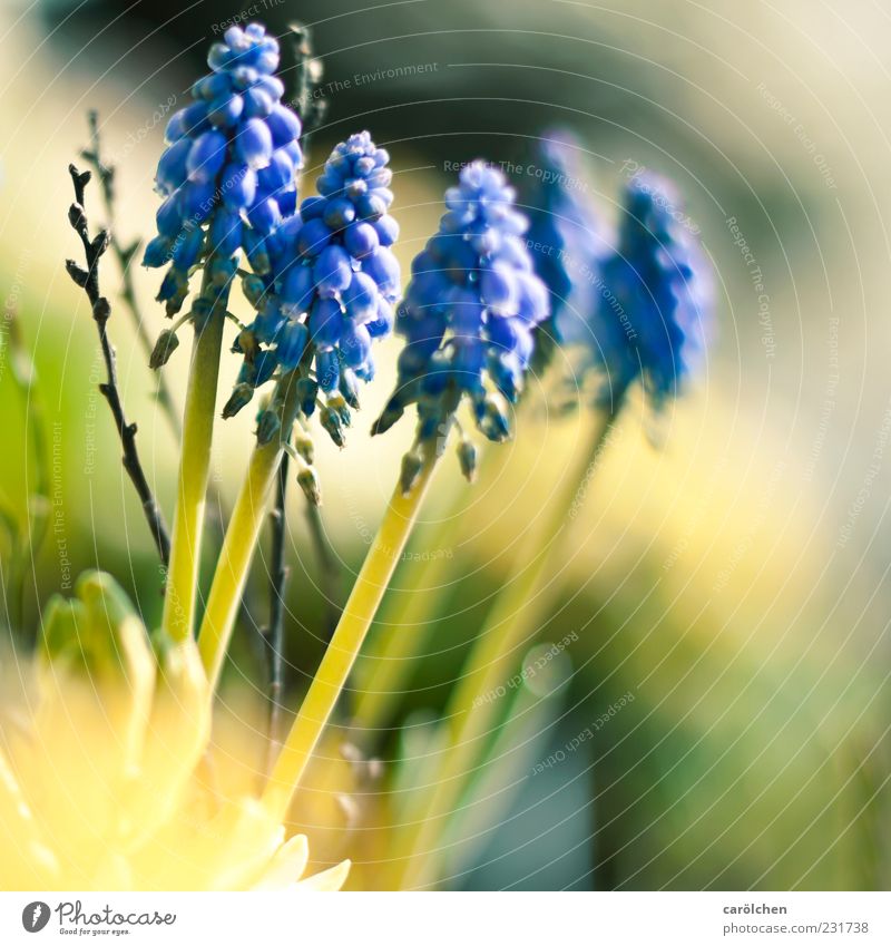 FRÜHLING! Natur Pflanze blau gelb grün Frühling Frühlingsblume Frühblüher Farbfoto mehrfarbig Außenaufnahme Detailaufnahme Menschenleer Textfreiraum unten