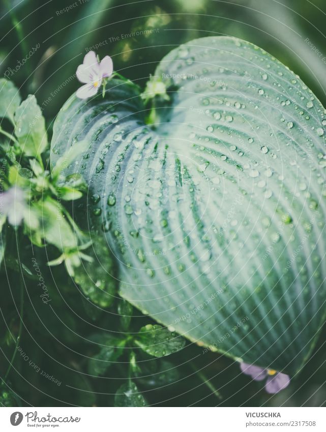 Tropisches Blatt mit Wassertropfen Lifestyle Leben Sommer Garten Natur Pflanze Grünpflanze Park Hintergrundbild grün Wasserfahrzeug Botanik Urwald feucht