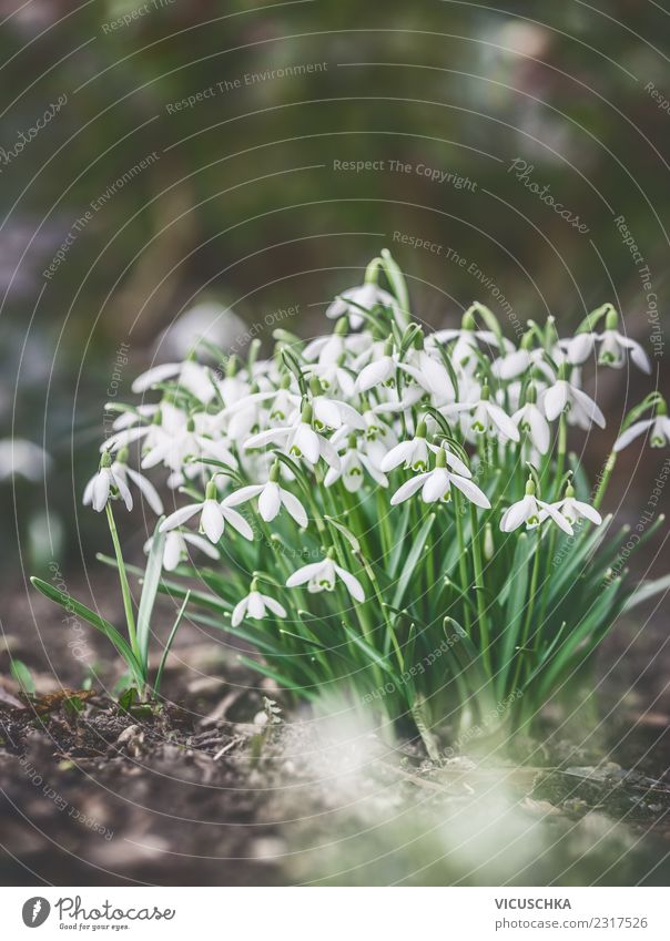 Erste Schneeglöckchen auf Gartenbeet, im Freien Design Natur Pflanze Frühling Schönes Wetter Blume Park Beet Außenaufnahme Farbfoto Nahaufnahme Makroaufnahme