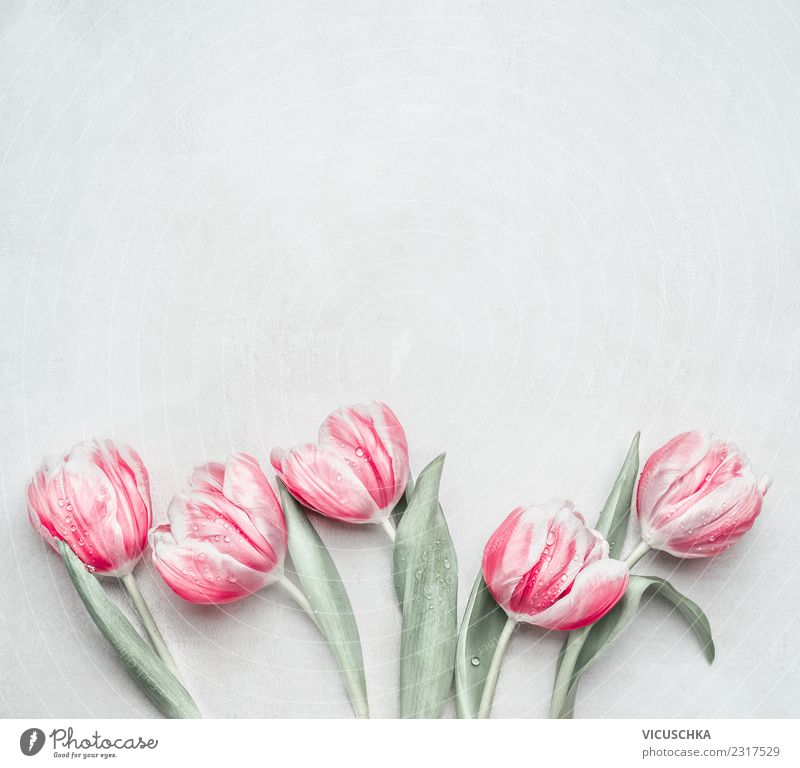Frühling Hintergrund mit Pastell Tulpen Stil Design Feste & Feiern Muttertag Hochzeit Geburtstag Blume Pastellton rosa Hintergrundbild Textfreiraum Blumenstrauß