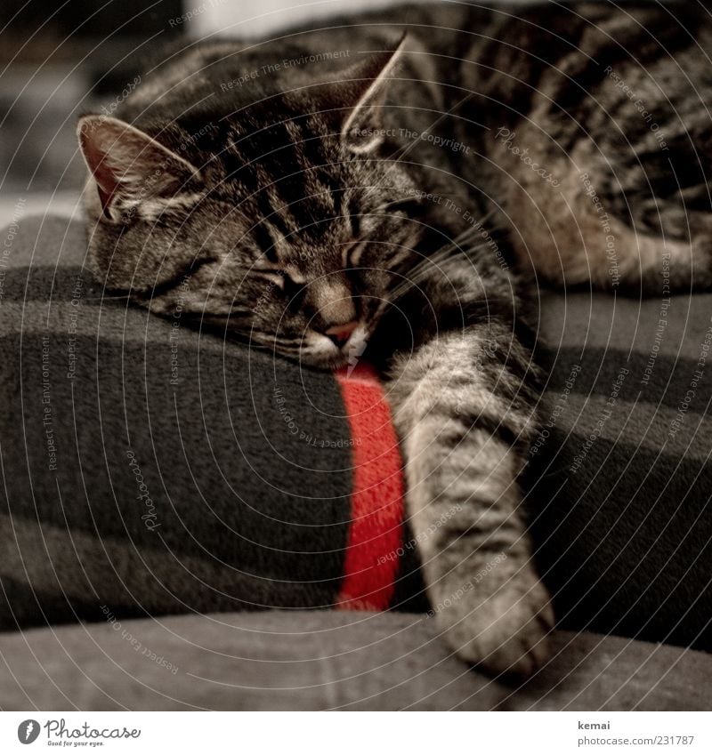 Nachbarskatz' Tier Haustier Katze Tiergesicht Fell Pfote Ohr 1 Decke liegen schlafen schön kuschlig grau rot Zufriedenheit Geborgenheit ruhig Müdigkeit