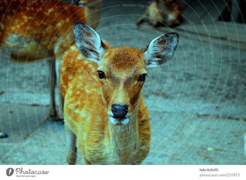 The japanese deer Wildtier 1 Tier friedlich Vorsicht Gelassenheit ästhetisch Natur Außenaufnahme Nahaufnahme Blick in die Kamera Tierporträt Reh