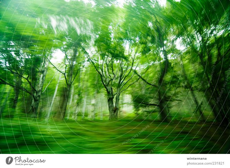 Grüne Geisterbäume Umwelt Natur Landschaft Erde Frühling Schönes Wetter Baum Urwald Berge u. Gebirge Holz Gefühle Fröhlichkeit Tapferkeit Optimismus