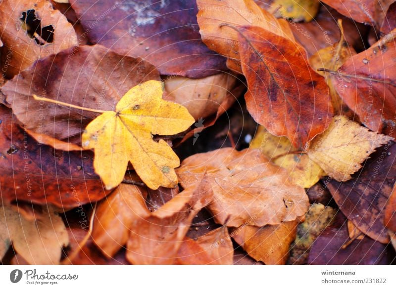 Herbstblätter Umwelt Natur Pflanze Blatt Berge u. Gebirge Gefühle Tatkraft Akzeptanz Geborgenheit Warmherzigkeit Romantik Freiheit Frieden Gelassenheit
