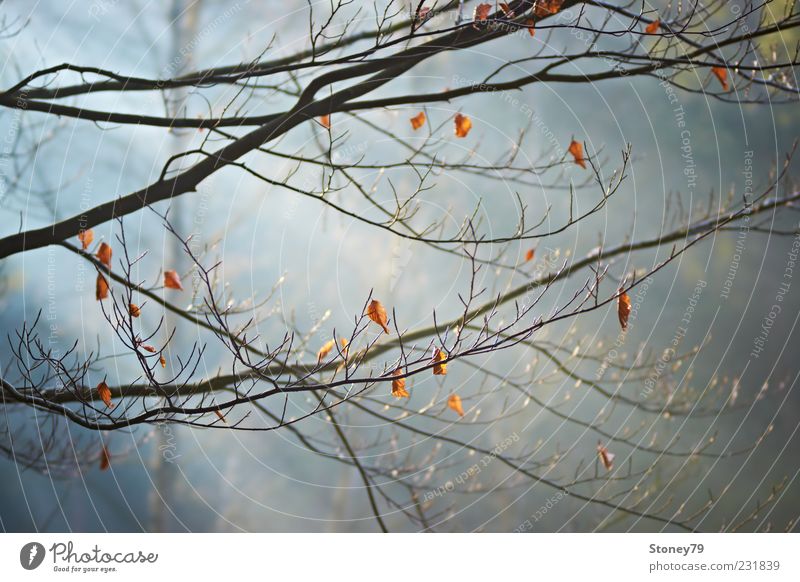 Zweige im Licht Natur Pflanze Sonnenlicht Schönes Wetter Nebel Baum Blatt Ast Buche Wald ruhig Farbfoto Außenaufnahme Menschenleer Morgen Sonnenstrahlen
