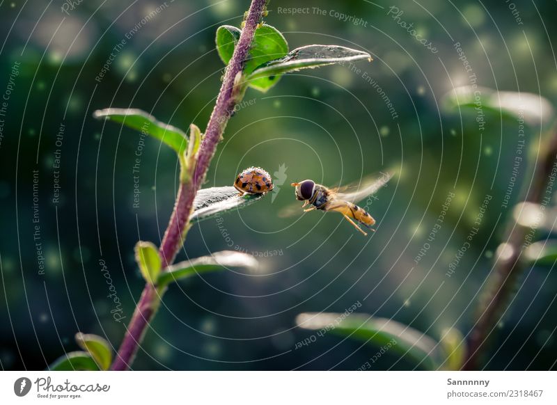 Smalltalk Tier Fliege Biene Käfer 2 beobachten fliegen krabbeln Blick außergewöhnlich fantastisch einzigartig nah niedlich schön grün orange rot Stimmung