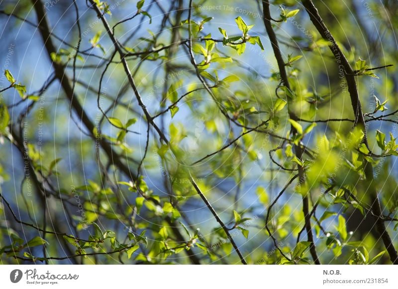 Frischfröhlich Umwelt Natur Pflanze Himmel Sonnenlicht Frühling Schönes Wetter Baum natürlich blau grün Gefühle Frühlingsgefühle Farbfoto Außenaufnahme