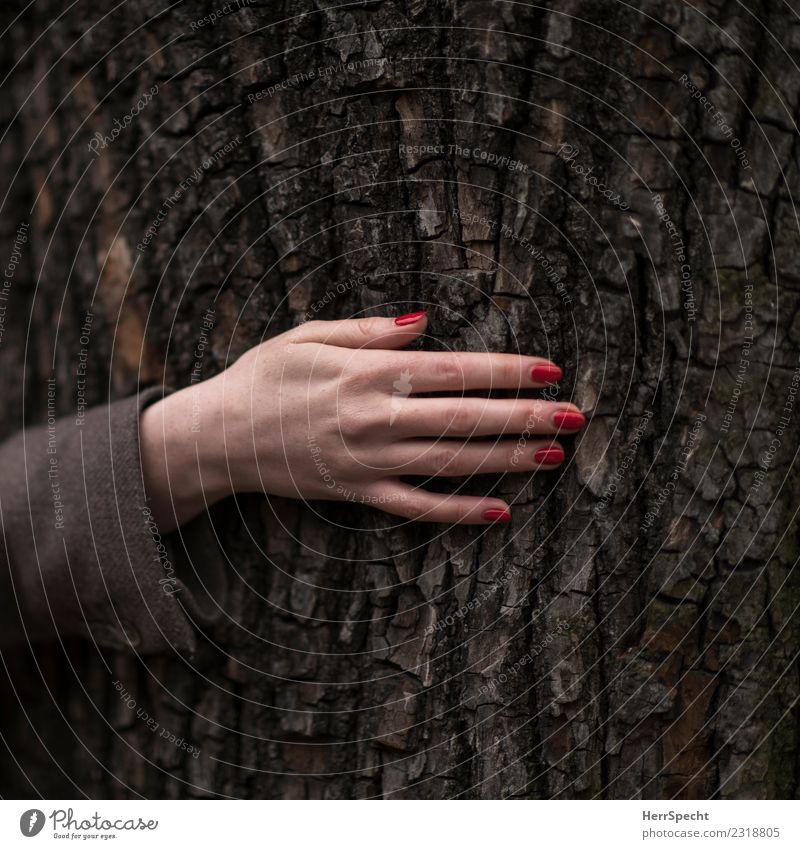 Treehugging feminin Junge Frau Jugendliche Erwachsene Hand 1 Mensch 18-30 Jahre Pflanze Baum authentisch elegant natürlich dünn Erotik Fingernagel Nagellack