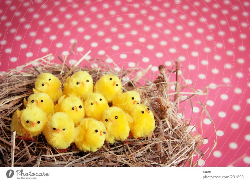 Twelve chickas Dekoration & Verzierung Feste & Feiern Ostern 12 sitzen klein lustig niedlich schön gelb rosa Küken Nest Stroh gepunktet Kitsch Farbfoto