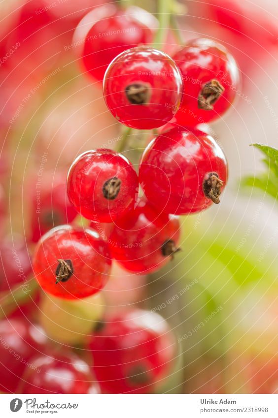 Sommer - Sonne - Vitamine Frucht Gesundheit Gesunde Ernährung Natur Pflanze Johannisbeeren Garten leuchten frisch hell rund rot Vorfreude Kraft Sehnsucht