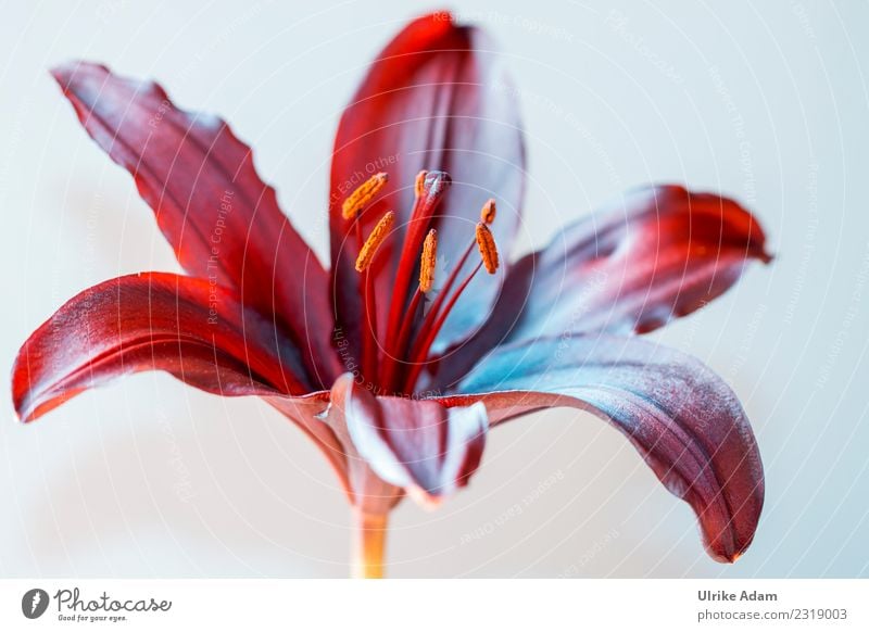 Makro einer dunkelroten Lilie Wellness Leben harmonisch Wohlgefühl Zufriedenheit Sinnesorgane Erholung ruhig Meditation Trauerfeier Beerdigung Pflanze Frühling