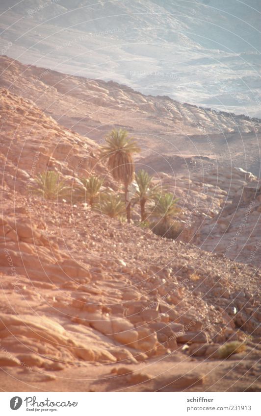 Oase Wüste heiß Wasser Quelle Palme Wärme Ödland weitläufig Stein Geröll Sand Sandsturm Lebensraum Lebenskraft Ferne Luftspiegelung Sinai-Berg Sinai-Halbinsel
