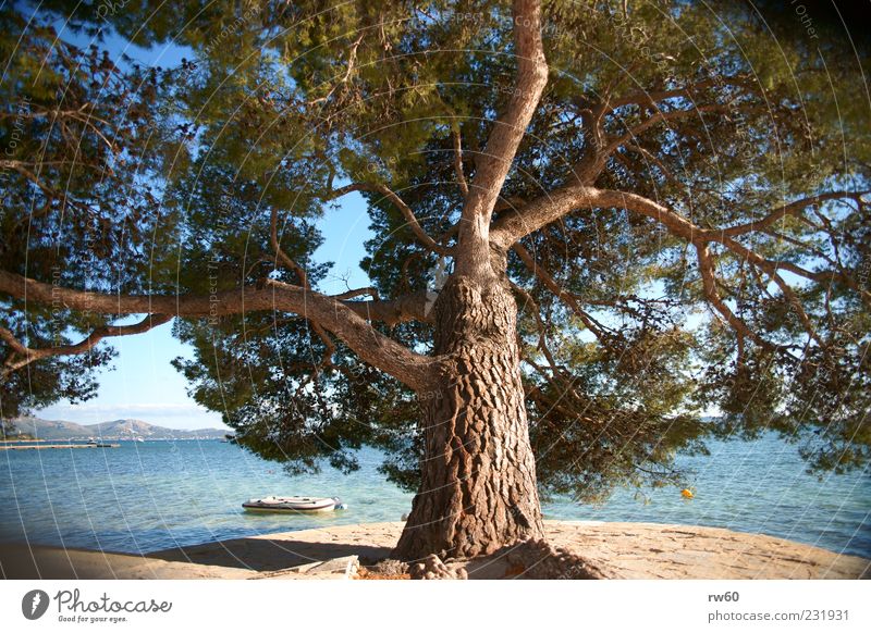 Sonnenschirm Pflanze Wasser Sommer Baum Küste Meer Kraft Ferien & Urlaub & Reisen Farbfoto Außenaufnahme Sonnenlicht Mittelmeer Menschenleer