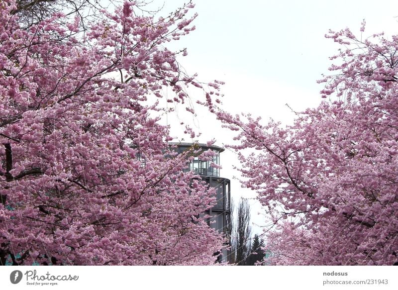Kirschblütenzauber harmonisch Sommer Natur Sonnenlicht Frühling Blüte Kirsche Universität Göttingen Fassade Blühend Duft rosa Frühlingsgefühle Erholung Farbfoto