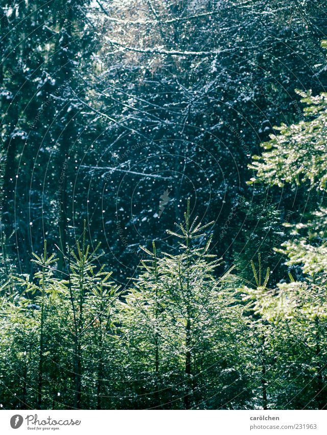 Schnee im Frühling Natur Wald blau grün Nadelwald Niederschlag Sonnenlicht Farbfoto Außenaufnahme Menschenleer Schneefall Düsterwald