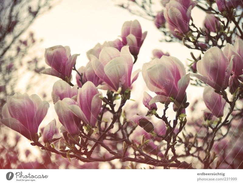(ich) mag Nolien Umwelt Natur Pflanze Frühling Blatt Blüte Magnolienbaum Magnolienblüte Blühend Duft verblüht dehydrieren Wachstum rosa Stimmung Vergänglichkeit