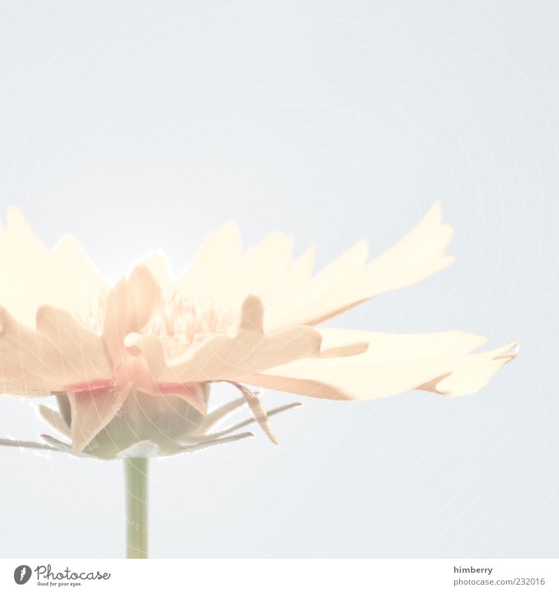 canada schön harmonisch Duft Umwelt Natur Frühling Sommer Pflanze Blume Blüte Farbfoto Detailaufnahme Makroaufnahme Menschenleer Textfreiraum links