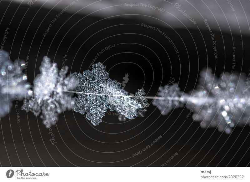 Exklusiv und einmalig Natur Winter Eis Frost Eiskristall Spinnennetz Kristalle ästhetisch außergewöhnlich dünn authentisch fantastisch Zusammensein einzigartig
