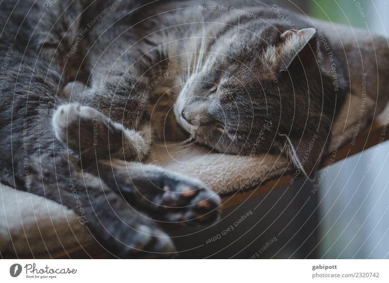 helau harmonisch Wohlgefühl Zufriedenheit Sinnesorgane Erholung ruhig Meditation Tier Haustier Katze 1 genießen schlafen Lebensfreude Nostalgie Wellness